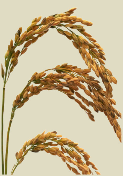 Oryza sativa japonica