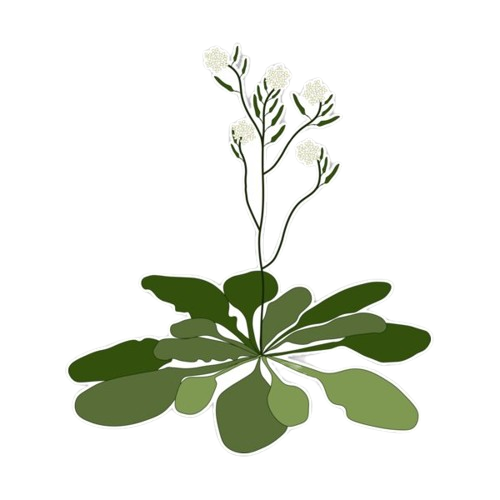 Arabidopsis thaliana