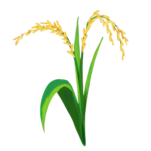 Oryza sativa