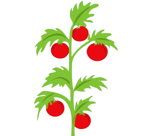 Solanum lycopersicum