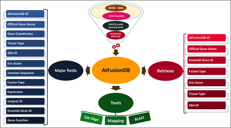 AtFusionDB